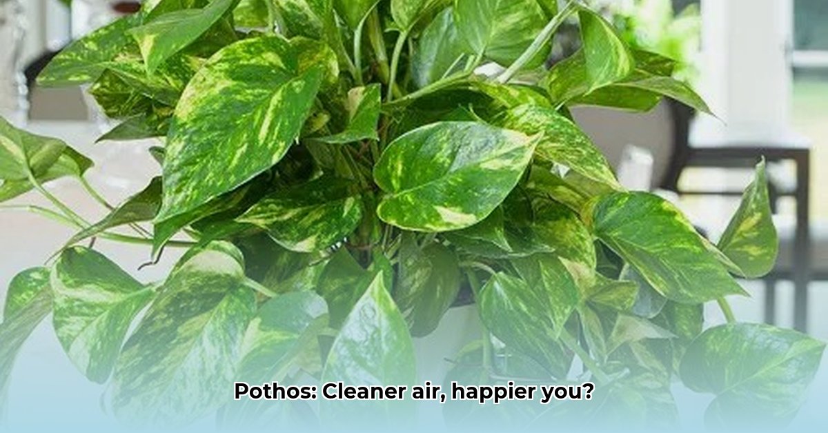 benefits-of-pothos-plant